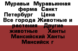 Муравьи, Муравьинная ферма. Санкт-Петербург. › Цена ­ 550 - Все города Животные и растения » Другие животные   . Ханты-Мансийский,Ханты-Мансийск г.